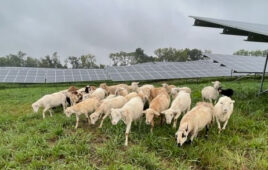 Sheep, pigs being used for vegetation management on Virginia solar project